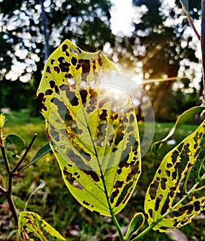 Caterpillar leaf damage sunkissed