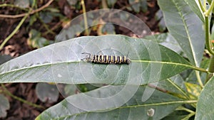Caterpillar leaf HD