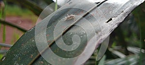 Caterpillar leaf life worm earth