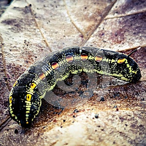 caterpillar on leaf. Munching yummy meal they need to metamorphosis cocoon phase. Macro photography.