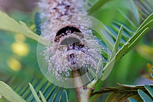 Caterpillar of Lebeda nobilis moth standing on a leaf