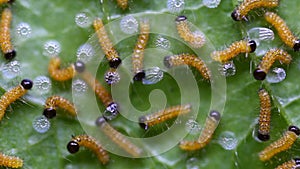 Caterpillar of Leopard lacewing butterfly emerging from eggs and eating their eggs