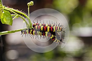 Caterpillar of Leopard lacewing (Cethosia cyane euanthes)