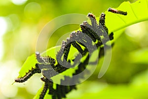 Caterpillar lepidopteraare voracious feeders and very damaging to crops. Hairy Caterpillar.