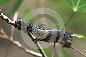 Caterpillar Lost creek Wilderness