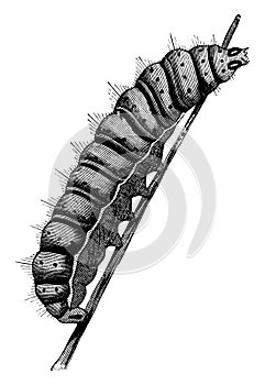 Caterpillar of the Luna Moth, vintage illustration