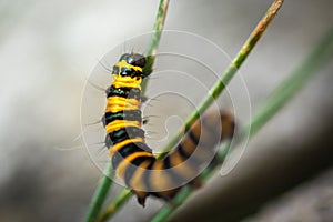 Caterpillar macro