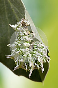 Caterpillar Macro Photograph