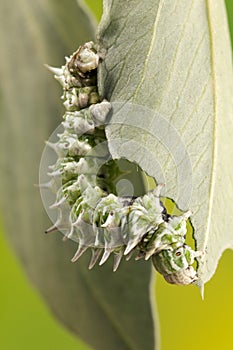 Caterpillar Macro Photograph