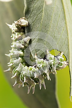 Caterpillar Macro Photograph