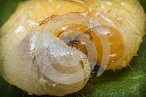 Caterpillar Maggot Mealworm