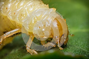 Caterpillar Maggot Mealworm