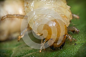 Caterpillar Maggot Mealworm