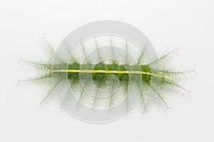 Caterpillar of mango baron butterfly