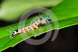 Caterpillar Masoala photo