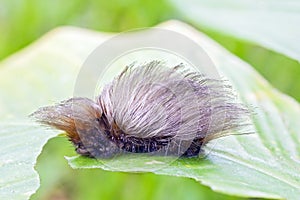 Caterpillar of the Megalopygidae moth