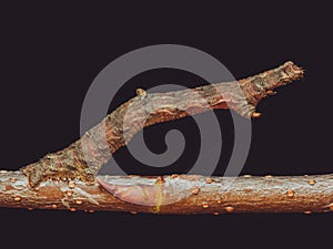 A caterpillar mimicking a twig