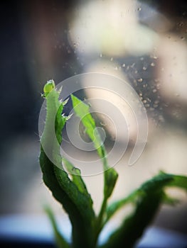Caterpillar on mint leaf macro