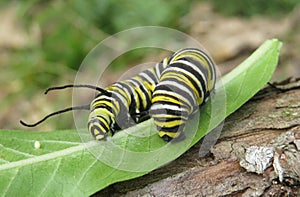 Caterpillar monarch on plant in the garden