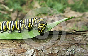 Caterpillar monarch on leaf in the garden