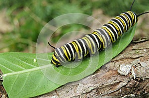 Caterpillar monarch on plant in the garden