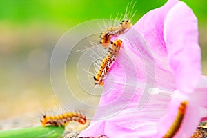 Caterpillar and morning glory