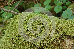 Caterpillar on moss in Snoqualmie Falls