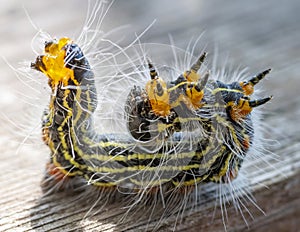 Caterpillar moth butterfly