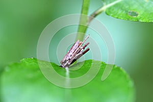 Caterpillar of the moth Psyche casta