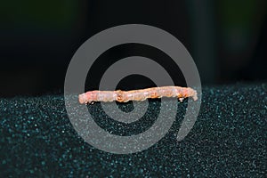 A caterpillar of the mottled umber, a moth of the family Geometridae