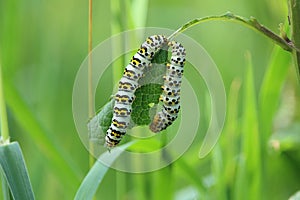 Caterpillar of mullein moth