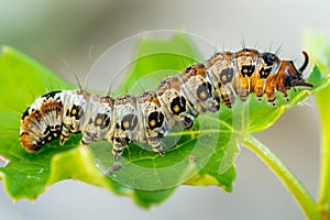 caterpillar munching on a fresh green leaf