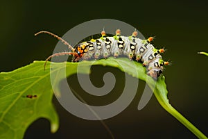 caterpillar munching on a fresh green leaf