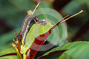 Caterpillar munching on leaves, crawling along branches and twigs