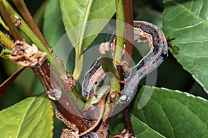 Caterpillar munching on leaves, crawling along branches and twigs