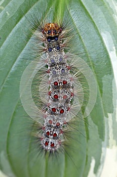 A caterpillar in my garden, a Lymantria dispar photo