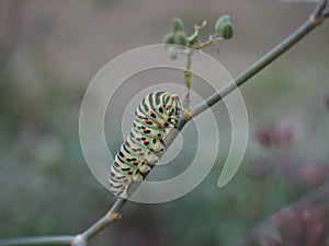 caterpillar photo