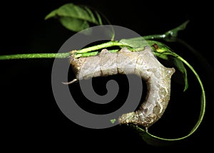 Caterpillar at night. Monteverde, Costa Rica.