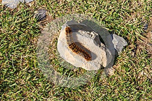 Caterpillar of the oak eggar moth, Lasiocampa quercus.