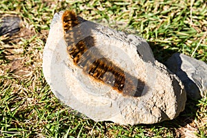 Caterpillar of the oak eggar moth, Lasiocampa quercus.