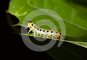 Caterpillar on oak leaf