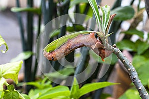 A caterpillar of oleander hawk moth or army green moth is eating a tree leaf