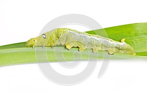 Caterpillar Oleander Hawk-moth.