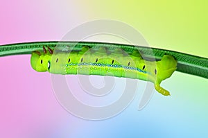 Caterpillar Oleander Hawk-moth und