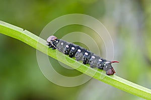 Caterpillar oo Bedstraw Hawk-moth or Galium Sphinx
