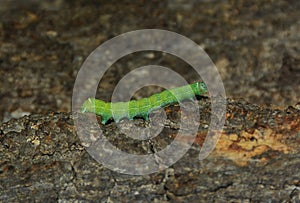 A caterpillar Operophtera Brumata