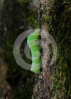 A caterpillar Operophtera Brumata