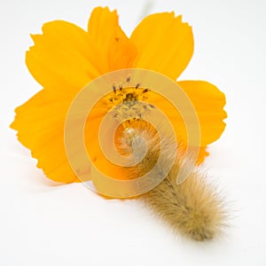 Caterpillar on orange flower