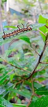 caterpillar ordo Lepidoptera photo