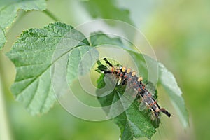 Caterpillar of orgyia antiqua